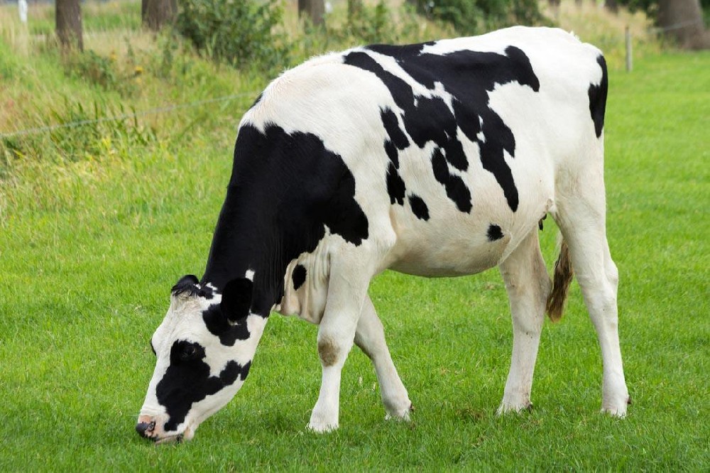 奶牛發(fā)燒用藥，獸藥殘留檢測儀幫你檢測是否超標(biāo)