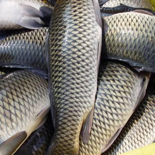 草魚中檢測出獸藥殘留，為什么水產(chǎn)品頻頻中招