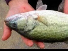 水產(chǎn)養(yǎng)殖中檢測出非法添加的孔雀石綠，怎么看？