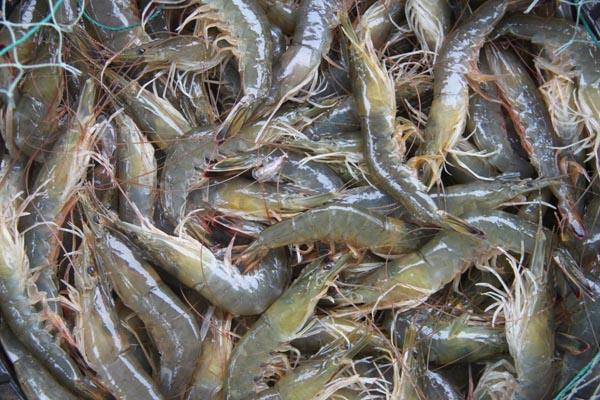 水產(chǎn)品氯霉素再次被檢測出，一旦發(fā)現(xiàn)立馬嚴(yán)處