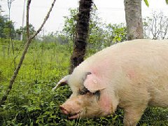 死豬肉流入市場(chǎng)，檢察機(jī)關(guān)正式進(jìn)入調(diào)查