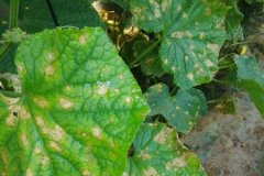 農(nóng)藥殘留速測(cè)儀是進(jìn)行農(nóng)殘檢測(cè)**的方式嗎？