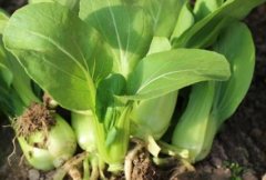 農(nóng)藥殘留速測(cè)儀可以規(guī)范農(nóng)藥的使用嗎？